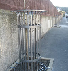 New trees in Hobson St